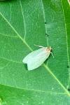 Tortrix viridana