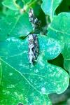 Zeiraphera isertana