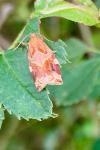 Archips xylosteana