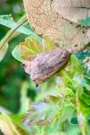 Archips podana