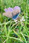 Polyommatus icarus