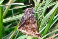 Euclidia glyphica
