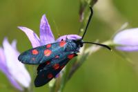 Zygaena ephialtes