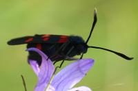 Zygaena ephialtes