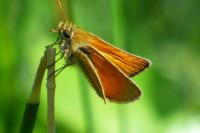 Thymelicus sylvestris