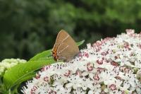 Satyrium w-album
