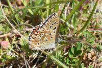 Lysandra bellargus