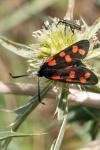 Zygaena transalpina