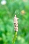 Homoeosoma sinuella