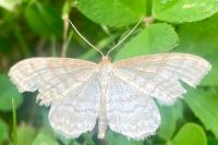 Scopula immutata