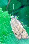 Noctua pronuba