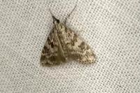 Scoparia ambigualis