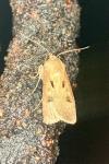 Agrotis exclamationis