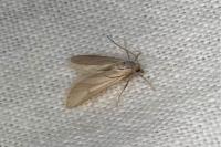 Acentria ephemerella
