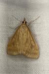 Ostrinia nubilalis