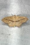 Scopula imitaria