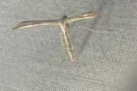 Emmelina monodactyla