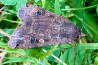 Noctua pronuba