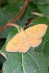 Camptogramma bilineata