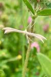 Pterophorus pentadactylus