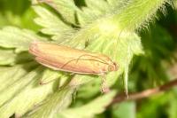 Oncocera semirubella
