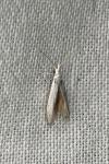 Coleophora