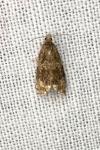 Celypha lacunana
