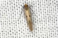 Tinea trinotella