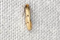 Tinea trinotella