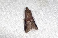 Acrobasis marmorea