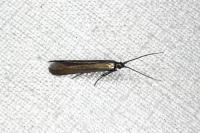 Coleophora deauratella