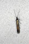 Coleophora deauratella