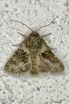 Hecatera dysodea