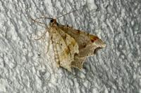 Macaria alternata