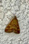 Pyrausta despicata