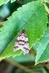 Isotrias rectifasciana