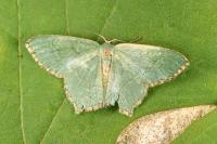 Hemithea aestivaria
