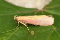 Oncocera semirubella