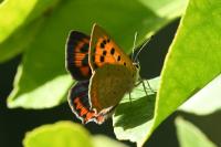 Lycaena phlaeas