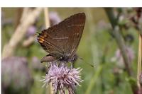 Satyrium w-album
