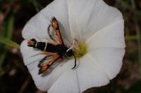 Pyropteron chrysidiforme