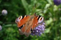 Aglais io