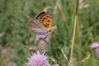 Lycaena phlaeas