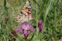 Vanessa cardui