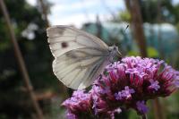Pieris napi
