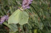 Gonepteryx rhamni