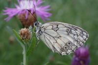 Melanargia galathea