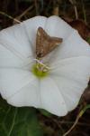 Pyrausta despicata