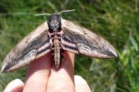 Sphinx ligustri