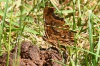 Polygonia c-album